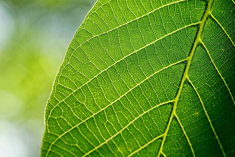 Leaf-inspired Jewelry